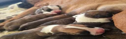 Boxer dogs for sale: BEAUTIFUL BOXER PUPPIES FOR SALE  - Advert 4