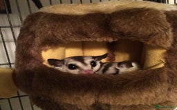 Sugar Glider rodents for sale: Two female sugar gliders with full set up - Image 5