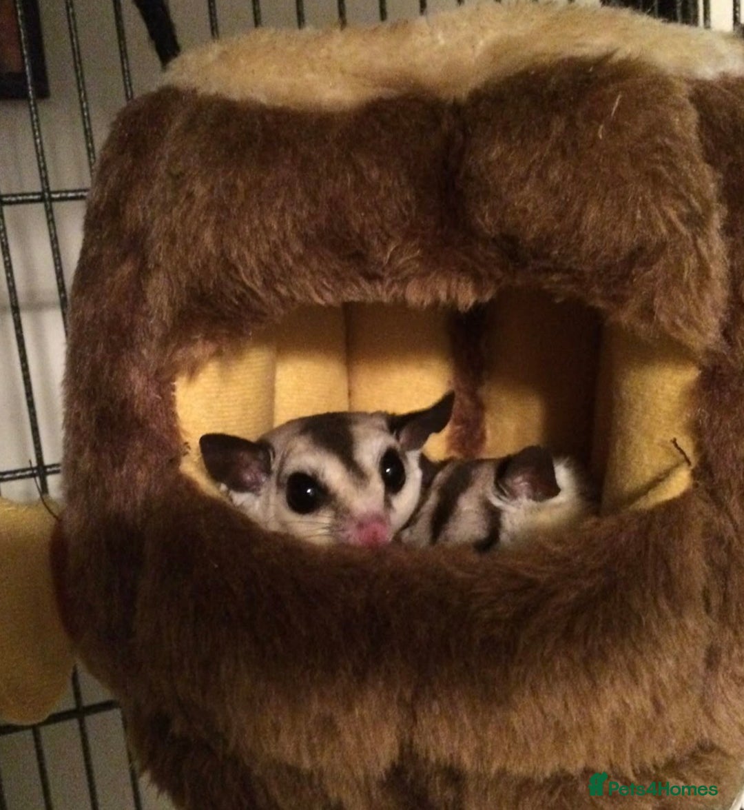 Sugar Glider rodents for sale: Two female sugar gliders with full set up - Image 5