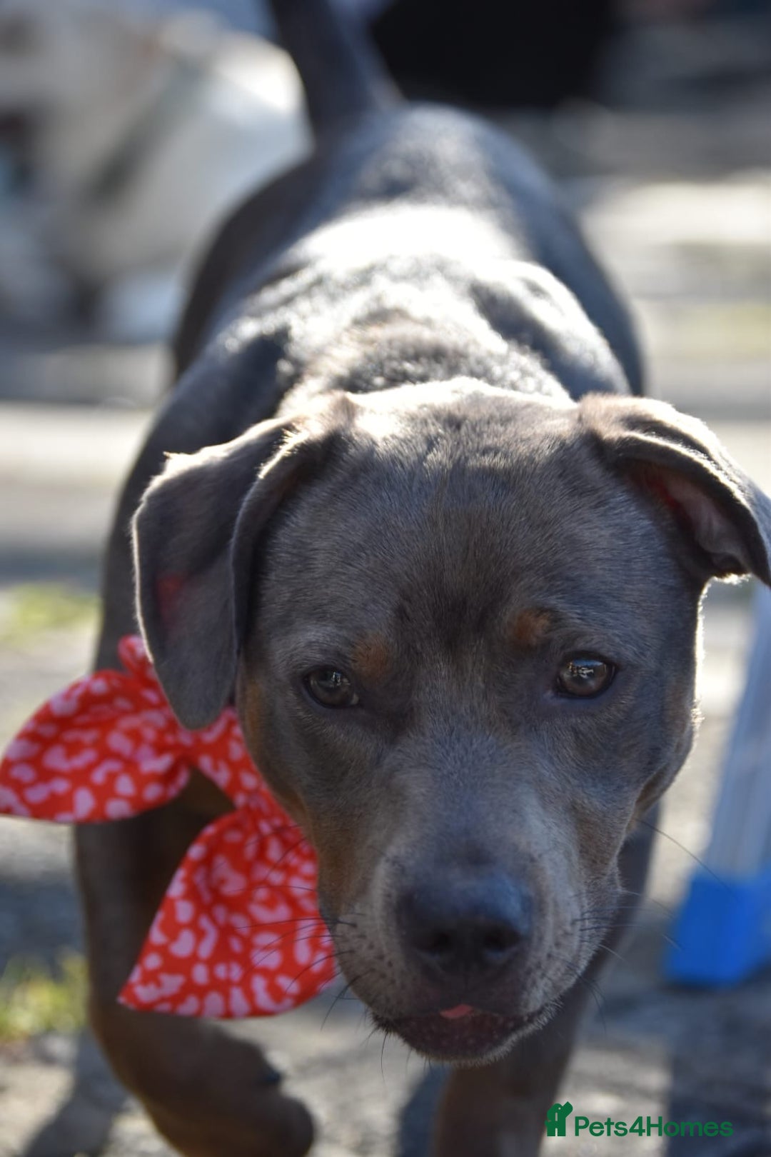 Mixed Breed dogs for sale: Staffy X Dachshund - Image 4