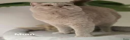 British Shorthair cats for sale: Gorgeous British Shorthair Kittens TICA Registered - Advert 9