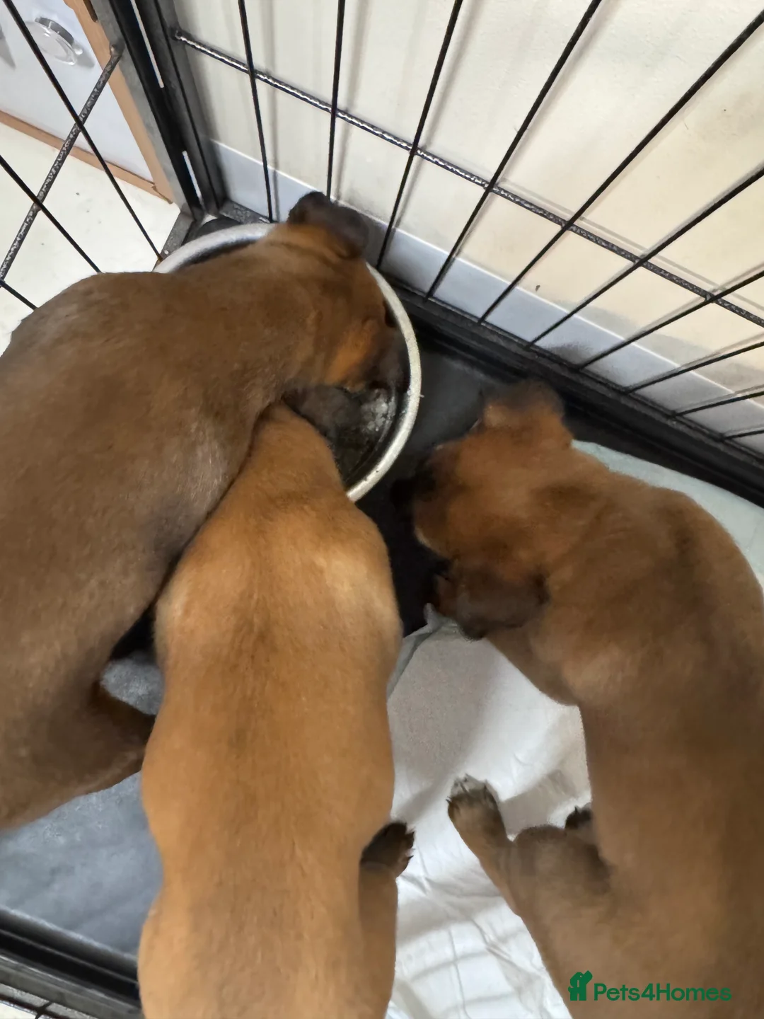 Belgian Shepherd Dog dogs for sale: Belgian Malinois Puppies - Advert 19