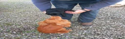 Cocker Spaniel dogs for sale: Working Cocker Spaniel Puppies - Advert 12