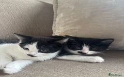 British Longhair cats for sale: Two black and white kittens for sale ,  - Image 1