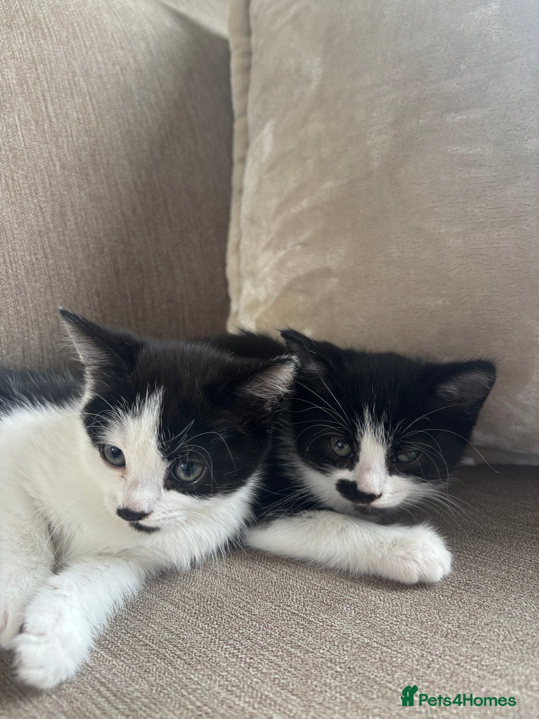 British Longhair cats for sale: Two black and white kittens for sale ,  - Image 1