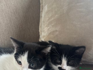 British Longhair cats - Advert 15