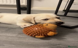 Labrador Retriever dogs for sale: Labrador Puppies  - Image 4