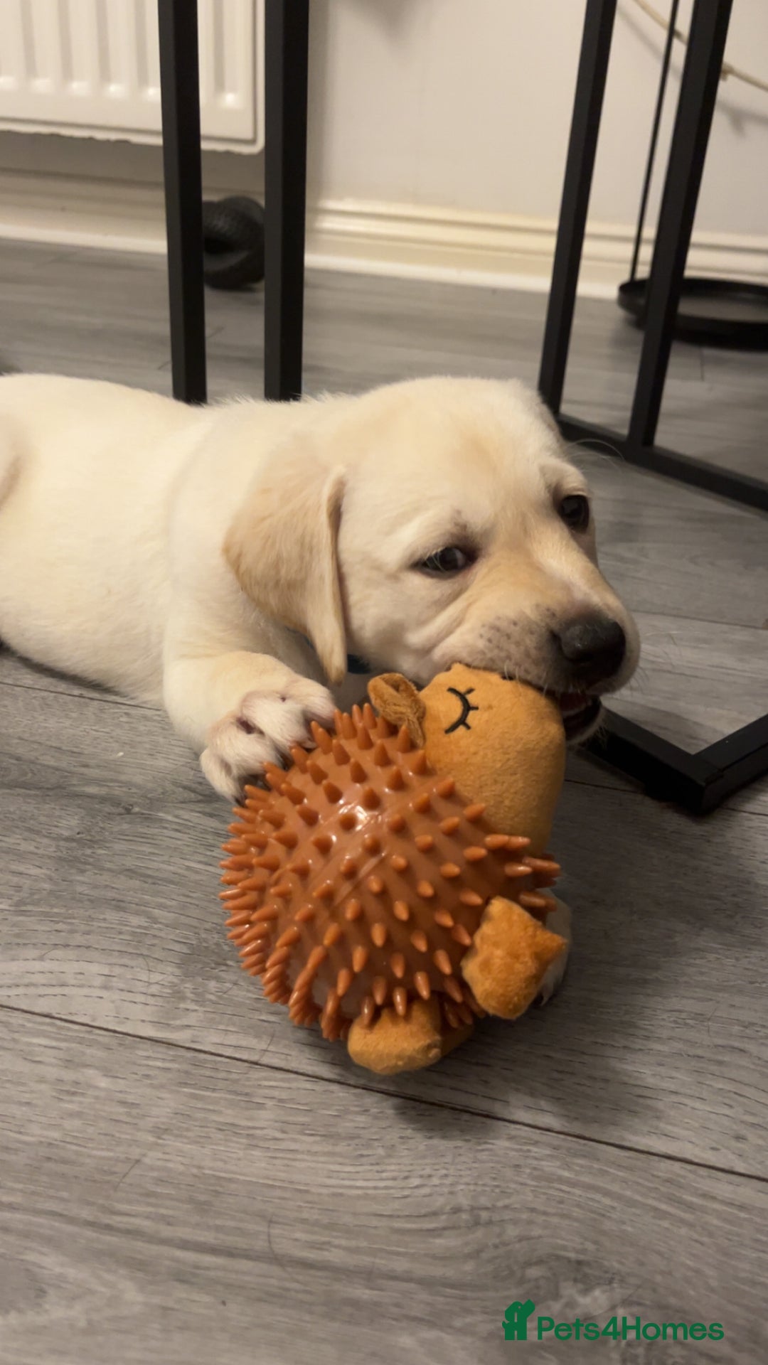 Labrador Retriever dogs for sale: Labrador Puppies  - Image 4