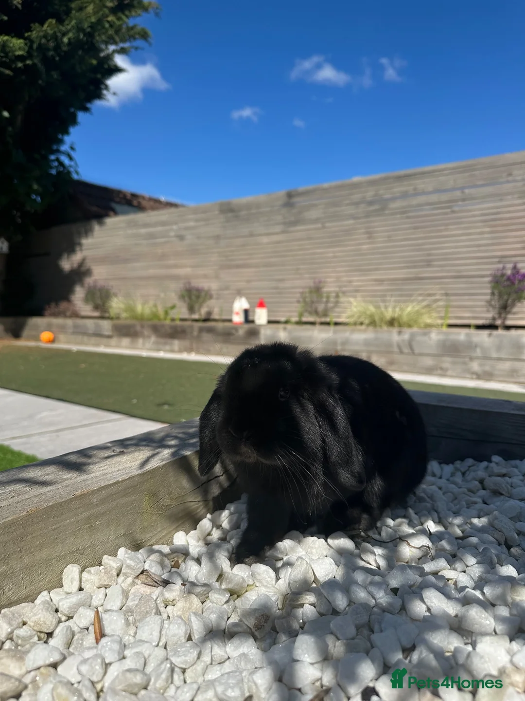 Mini Lop rabbits for sale: Please Read - Female Minilop everything included - Advert 2
