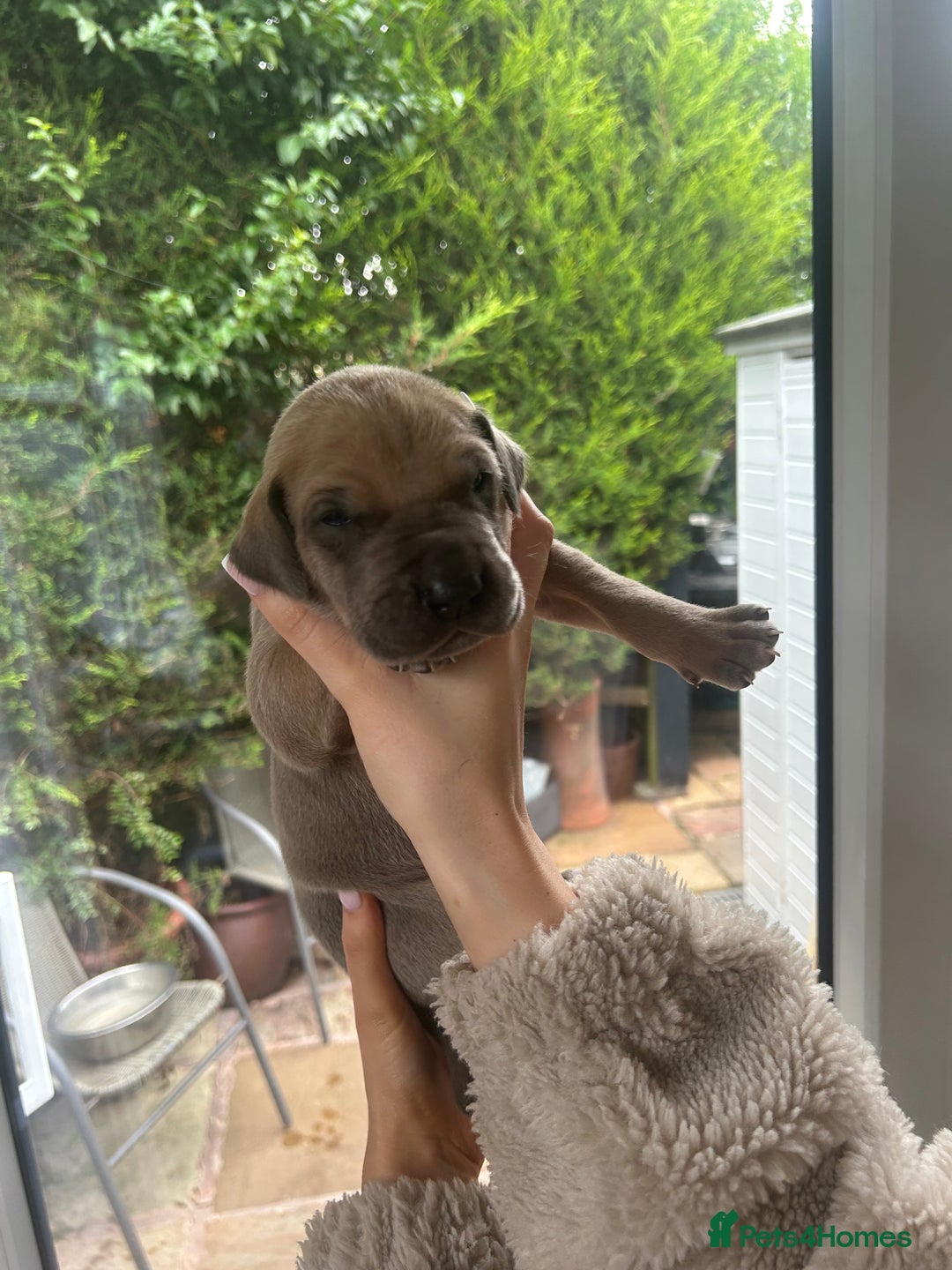 Great Dane dogs for sale: Champion Great Dane puppies for sale - Image 19
