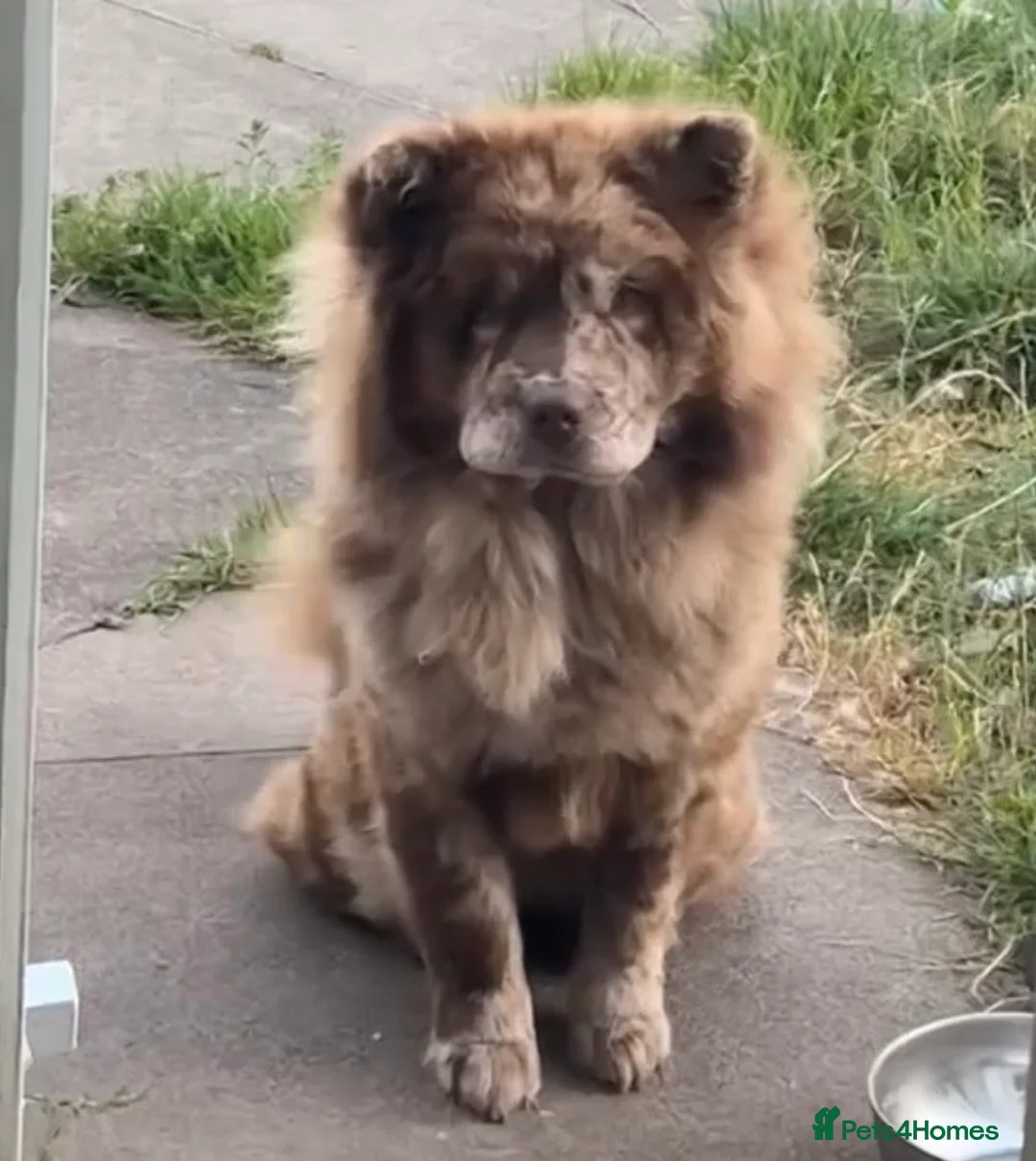 Chow Chow dogs for sale: Female chow chow  - Advert 2