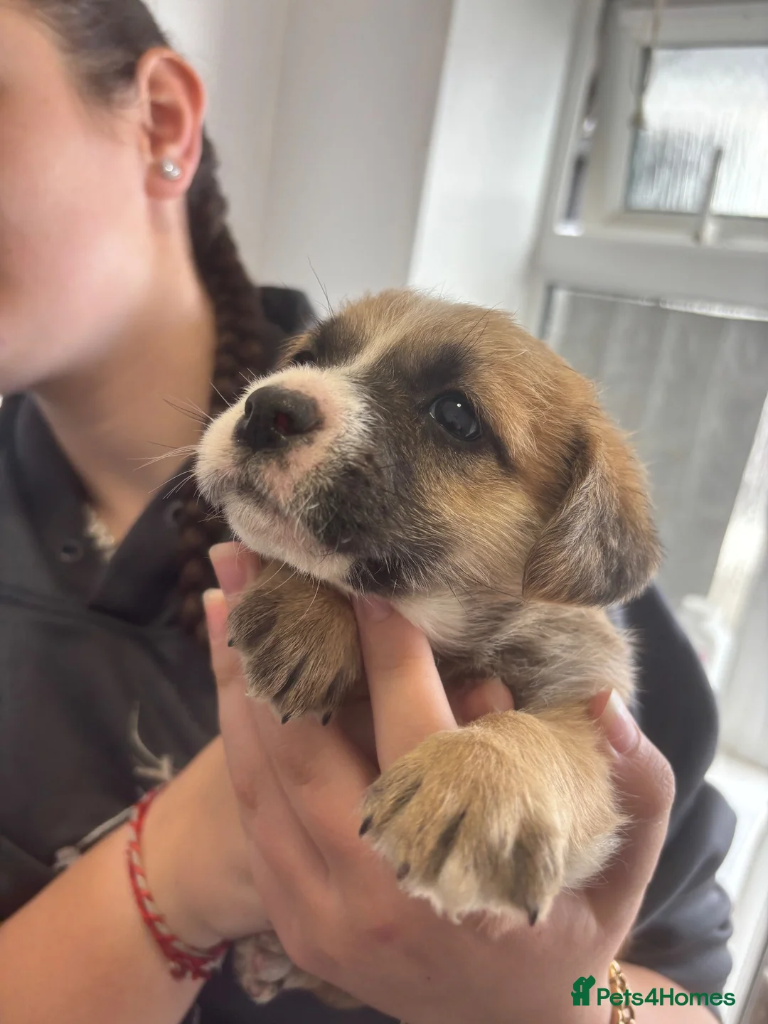 Mixed Breed dogs for sale: Jack Shih 3 lovely girls  in Llanelli - Advert 2