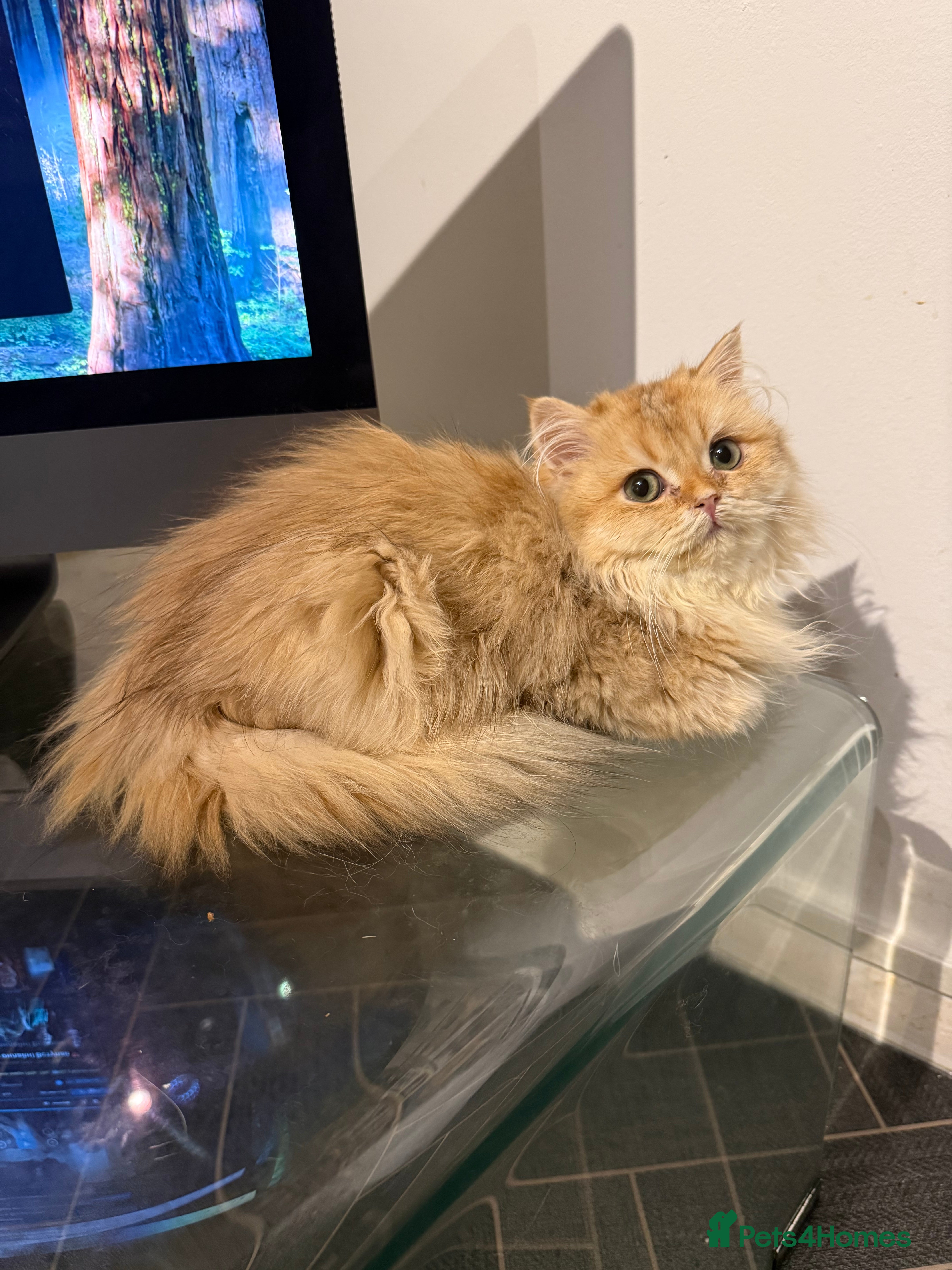 British Longhair cats GCCF reg BLH Last Chocolate Golden Male Kitten - Advert 1