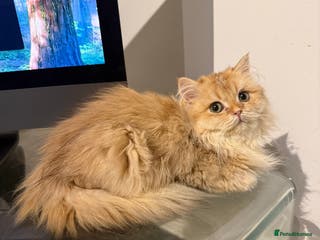 British Longhair cats GCCF reg BLH Last Chocolate Golden Male Kitten - Advert 15