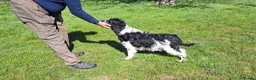 English Springer Spaniel dogs for sale: KC Show Line ESS puppies (1 B&W Boy Available) - Advert 4