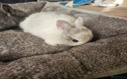 Netherland Dwarf rabbits for sale: Blue and Magpie boys - Advert 6