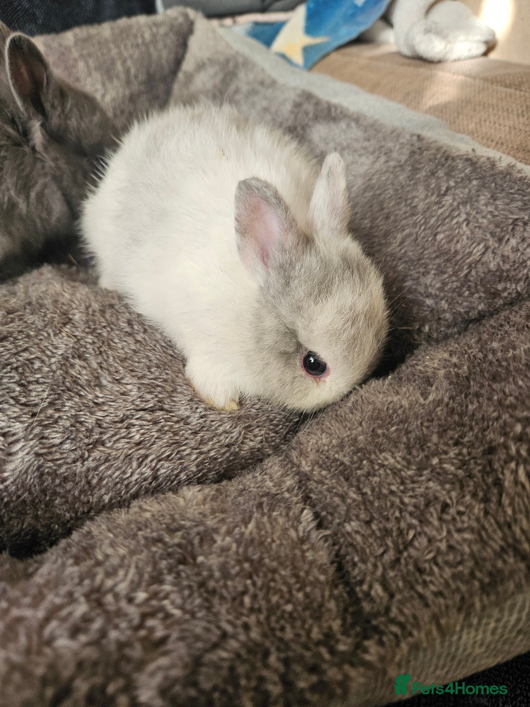 Netherland Dwarf rabbits for sale: Blue and Magpie boys - Advert 6