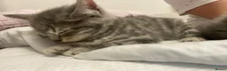 Mixed Breed cats for sale: REDUCED Beautiful BSH CROSS MAINE COON - Advert 4