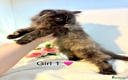Persian cats for sale: Persian kittens - Image 9