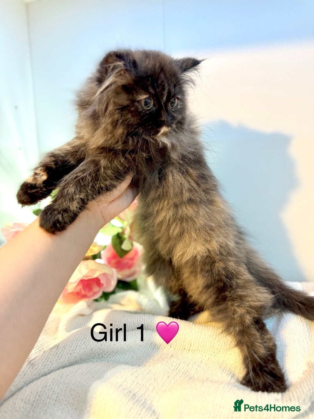 Persian cats for sale: Persian kittens - Image 9