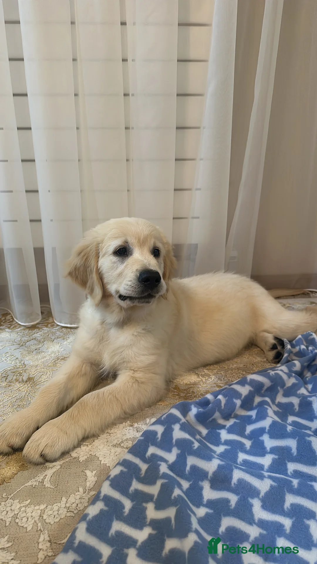 Golden Retriever dogs for stud: Simba~Golden Retriever Stud Available - Advert 14