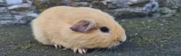Guinea Pig rodents for sale: Male guinea pig - Advert 7