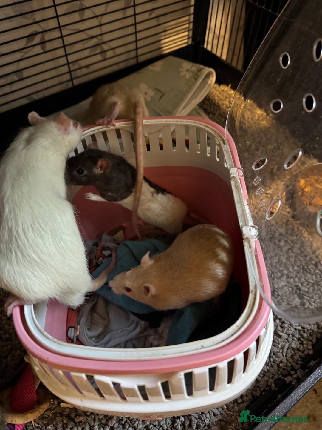 Rat rodents for sale: Beautiful rats and cage for sale  - Image 3