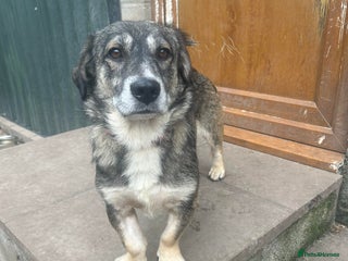 Mixed Breed dogs in Nantwich - Advert 19