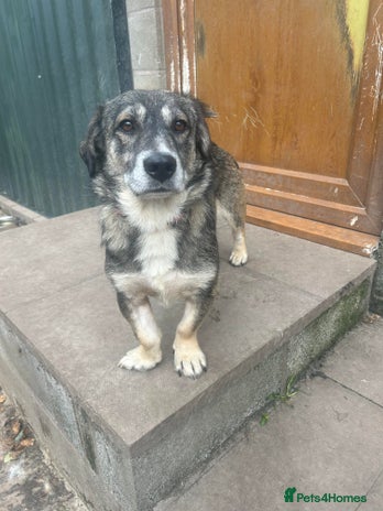 Mixed Breed dogs Meet Max, currently residing in Cheshire in Nantwich - Advert 17