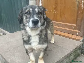 Mixed Breed dogs Meet Max, currently residing in Cheshire in Nantwich - Advert 10