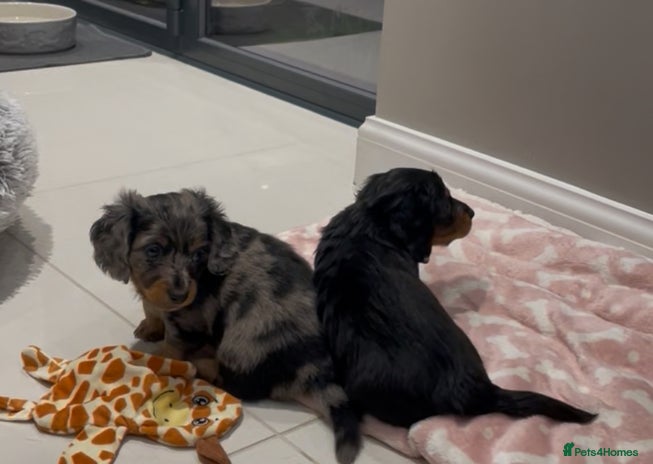 Miniature Dachshund dogs - Advert 4