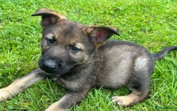 German Shepherd dogs for sale: German Shepherd Pups  - Image 29