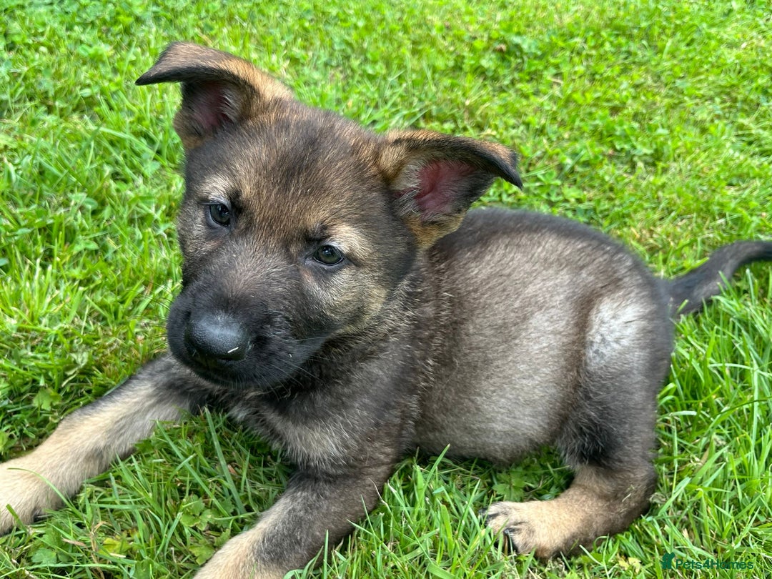 German Shepherd dogs for sale: German Shepherd Pups  - Image 29