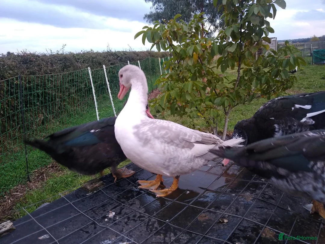 Ducks poultry for sale: 5 x muscovy females this years hatch - Advert 8