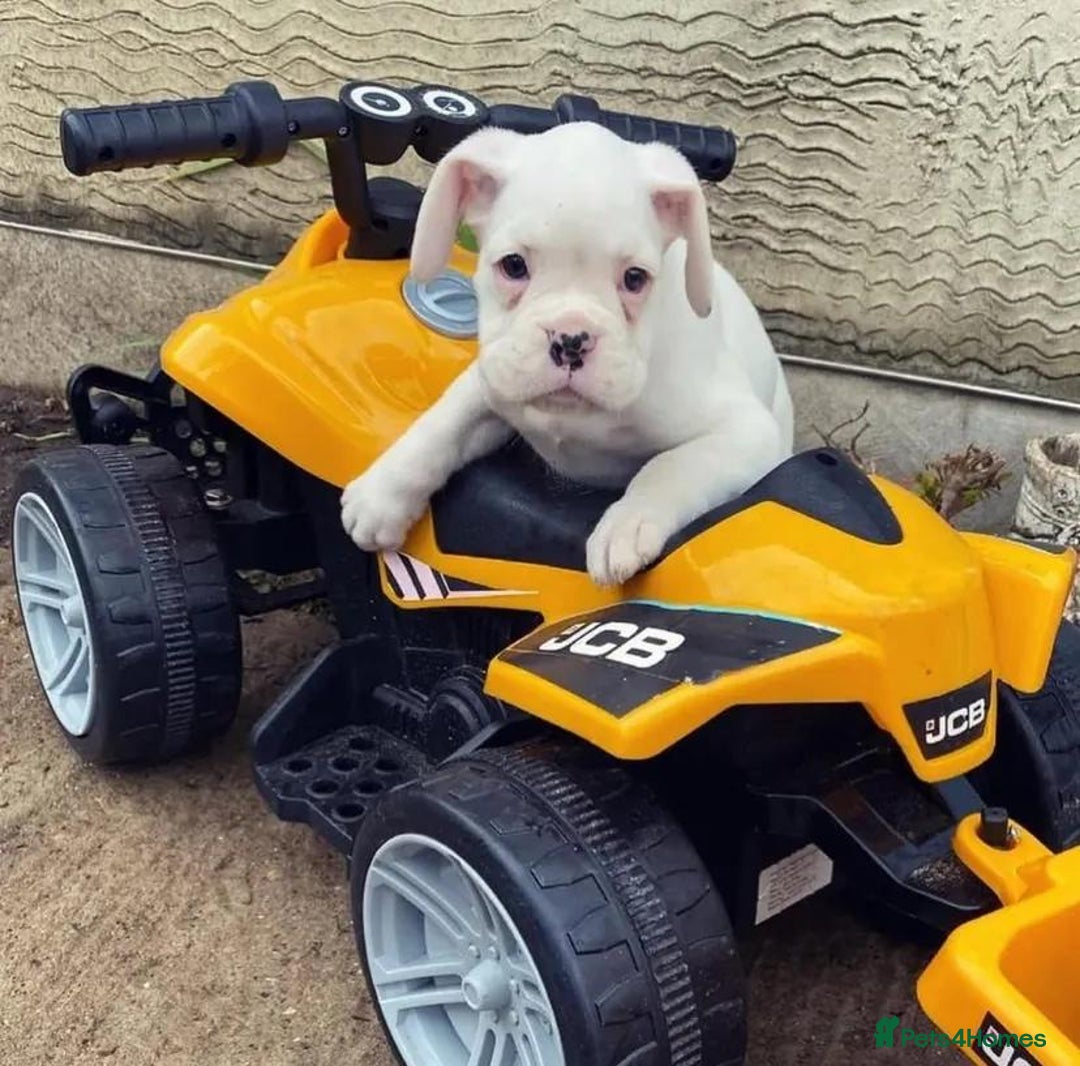 Boxer dogs for sale: BEAUTIFUL BOXER PUPPIES BOBTAIL AND TAIL - Image 5
