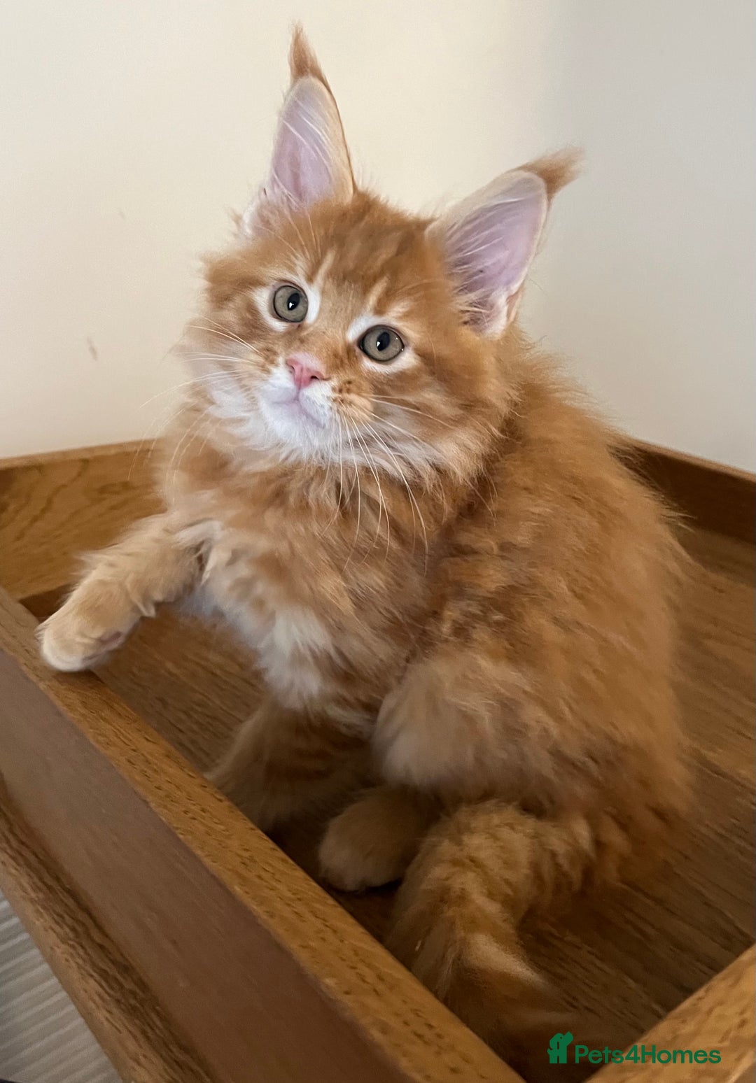 Maine Coon cats for sale: GCCF Pedigree Maine Coons  - Image 3