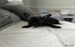 French Bulldog dogs for sale: French bulldog pups - Image 5