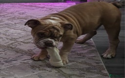 English Bulldog dogs for sale: English Bulldog and Everything he needs. - Image 3