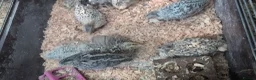 Quail poultry for sale: Mixed Coturnix Quail, Eggs, Chicks + Adults  - Advert 1