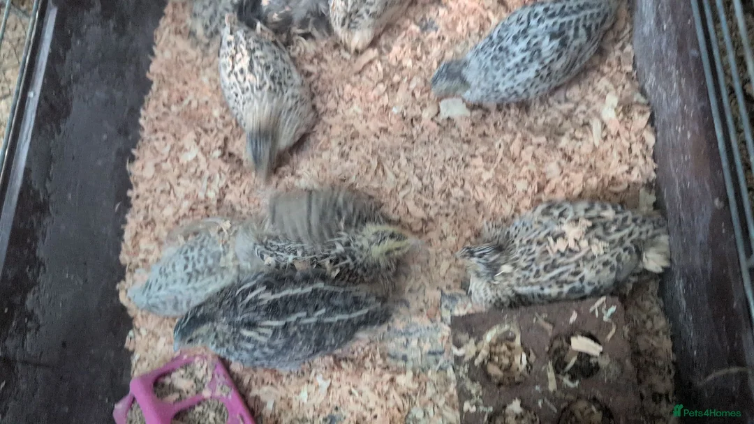 Quail poultry for sale: Mixed Coturnix Quail, Eggs, Chicks + Adults  - Advert 1