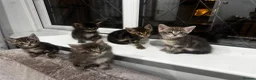 Bengal cats for sale: Bengal x Maine Coon Kittens - Advert 18