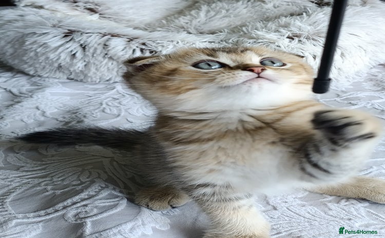 Scottish Fold cats - Advert 3