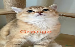 British Shorthair cats for sale: Golden BSH  - Image 3