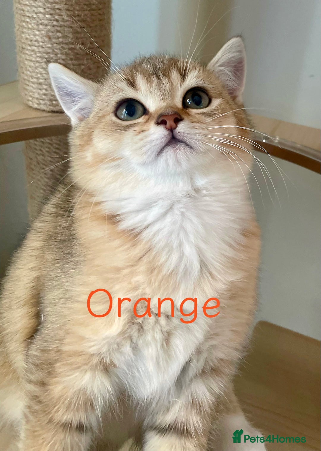 British Shorthair cats for sale: Golden BSH  - Image 3