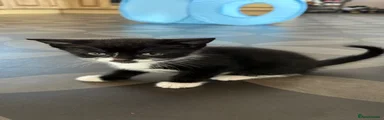 Mixed Breed Kitten 1