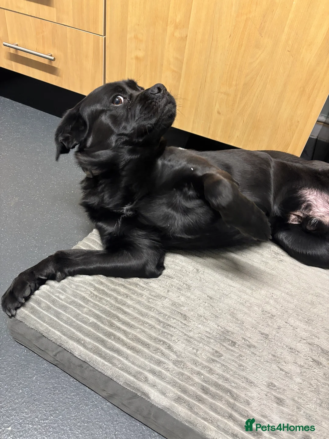 Mixed Breed dogs for sale: Bruno the shug - Advert 7