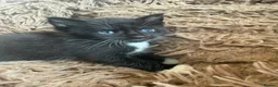 Maine Coon cats for sale: Maincoon X kittens  - Advert 4