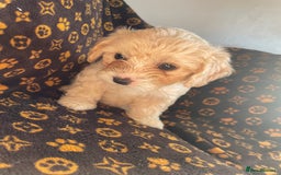 Mixed Breed dogs for sale: COTON DE TULEARS READY FOR THEIR FOREVER HOMES - Image 5