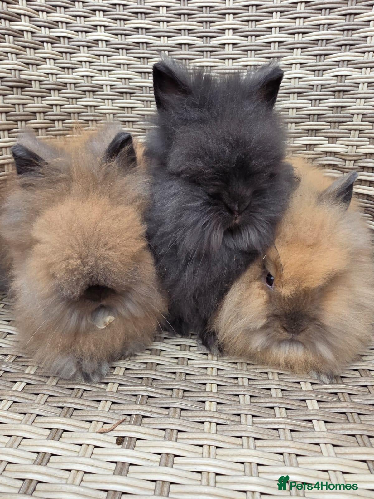 Lionhead rabbits Double maned lionheads  - Advert 1