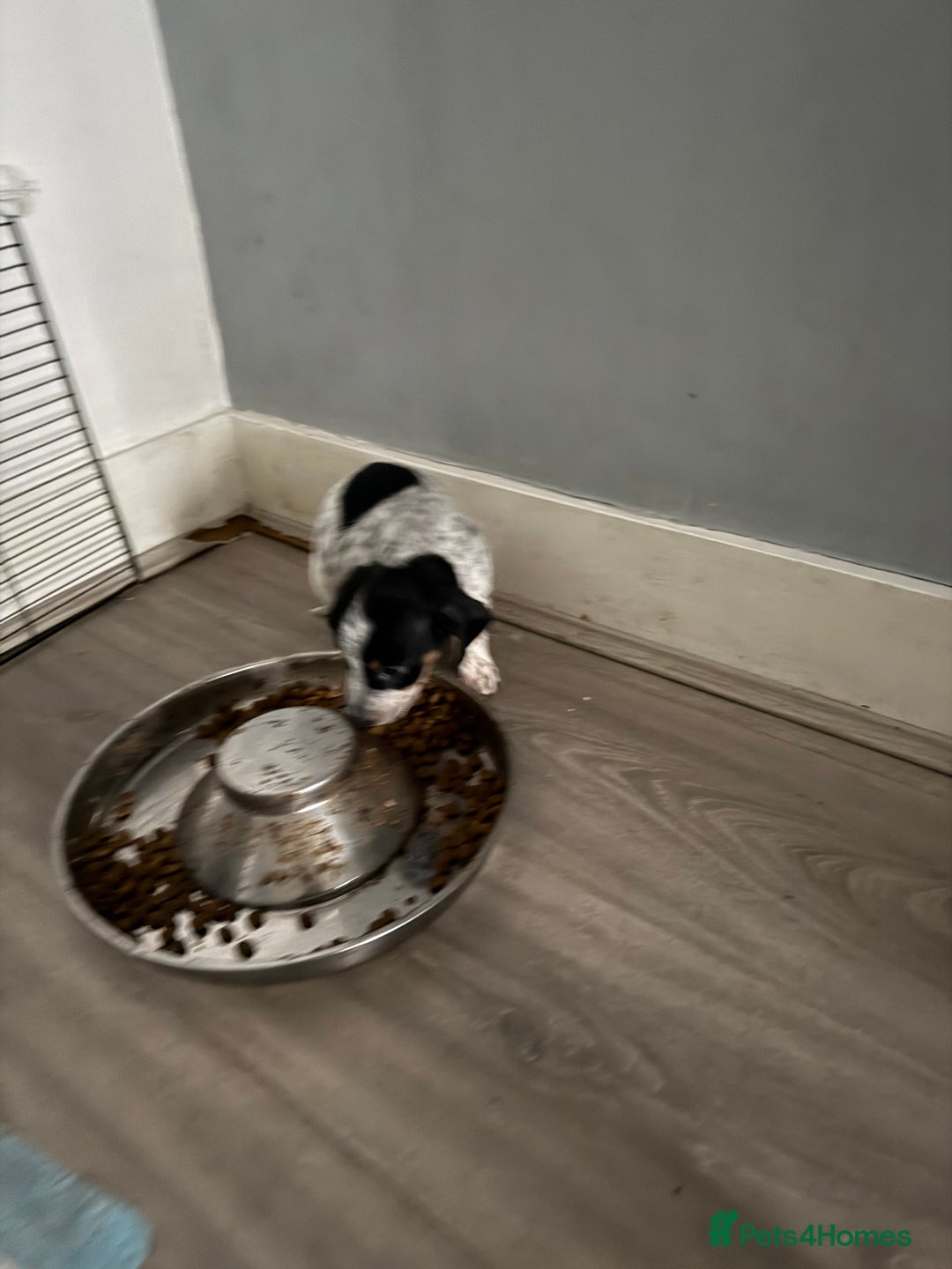 Mixed Breed dogs for sale: Doxipoo - Advert 11